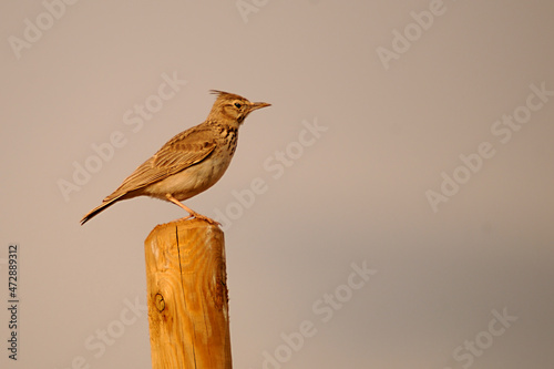 Galerida cristata - The common cogujada is a species of bird in the Alaudidae family. photo