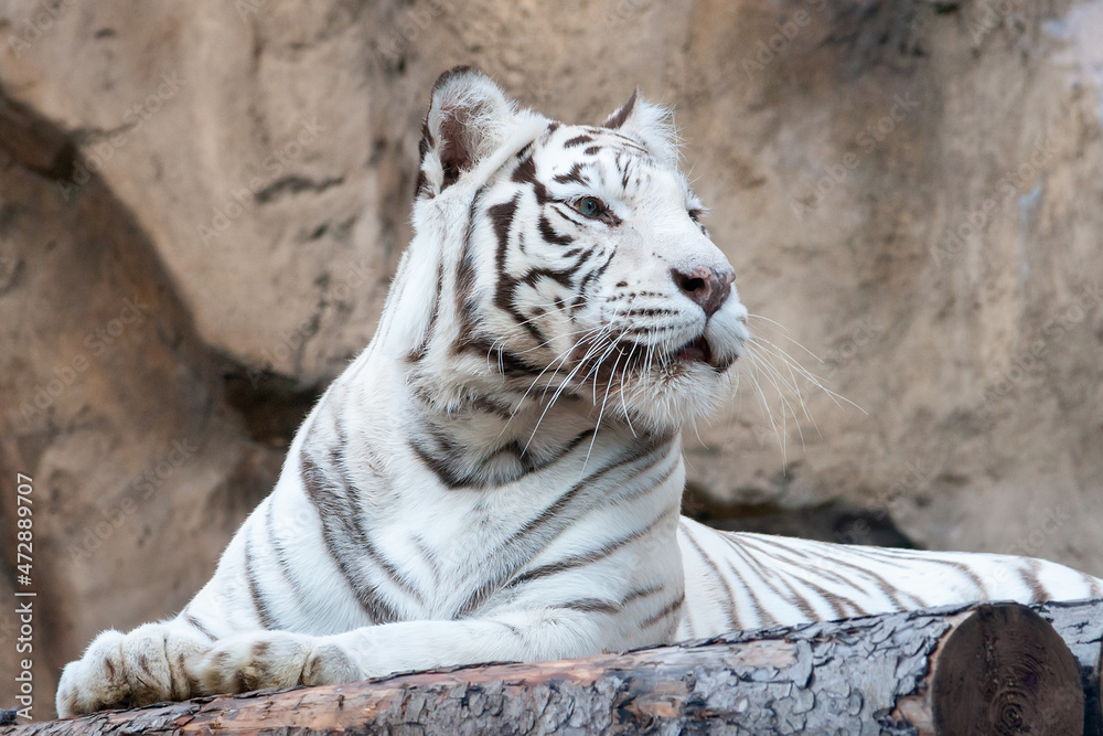 white bengal tiger albino lies on a rock in the zoo white bengal tiger albino lies on a rock in the zoo