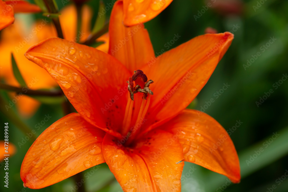 Brightly orange lily flowers. Beautiful flowers with orange petals.