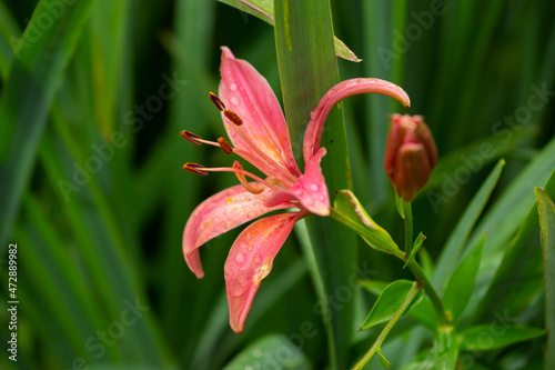 Obraz na płótnie Lily pink garden blooms. Growing flowers w salonie
