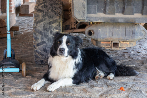 Border collie dog looking at the camera