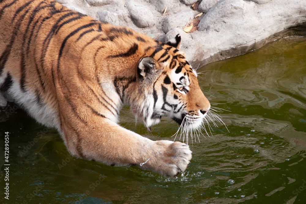 Naklejka premium Big Bengal tiger enters the water