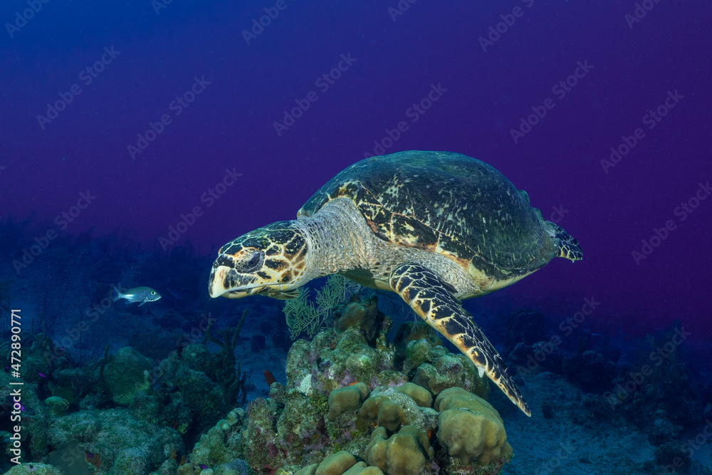 A lone hawksbill turtle climbing over a mound of coral on the reef in the Cayman Islands
A lone hawksbill turtle climbing over a mound of coral on the reef in the Cayman Islands