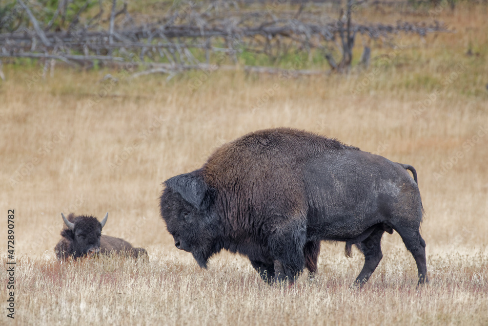 American Bison, Yellowstone National Park, Wyoming American Bison, Yellowstone National Park, Wyoming