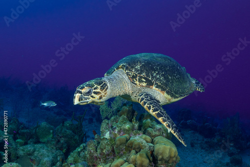 A lone hawksbill turtle climbing over a mound of coral on the reef in the Cayman Islands
