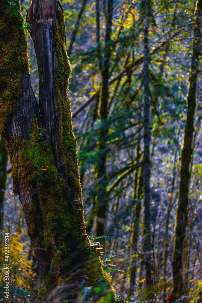 Trees in western Oregon with moss on them