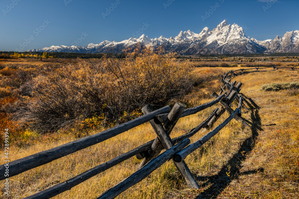 Autumn willows and rail fence and Teton range, Grand Teton National Park, Wyoming