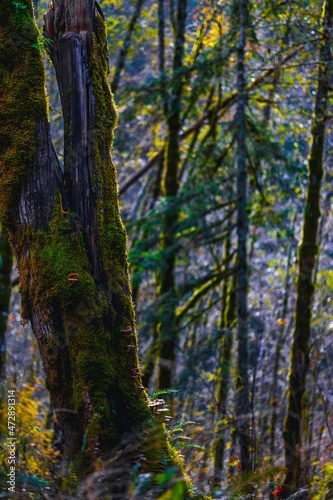 Trees in western Oregon with moss on them