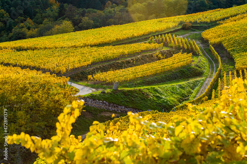 Vignes alsaciennes en Automne photo