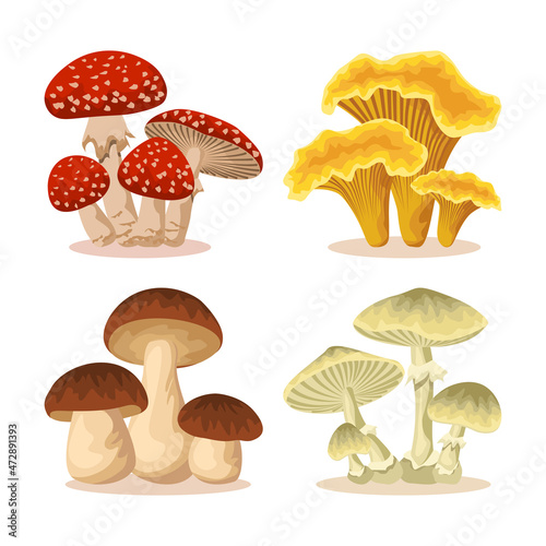 Fresh eatable yellow chanterelles or girolle, brown penny bun or porcino. Poisonous fly agaric and amanita phalloides or toadstools isolated on white background. Fungal vector illustration set.
