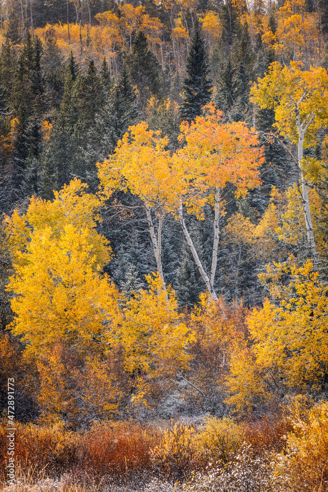 Autumn aspen gold colors and early snowfall, Grand Teton National Park, Wyoming Autumn aspen gold colors and early snowfall, Grand Teton National Park, Wyoming