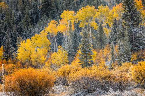 Autumn aspen gold colors and early snowfall, Grand Teton National Park, Wyoming