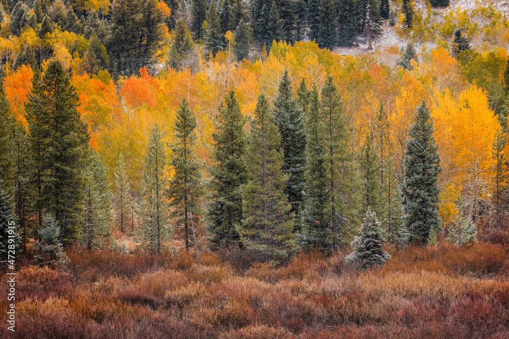 Autumn aspen gold colors and early snowfall, Grand Teton National Park, Wyoming