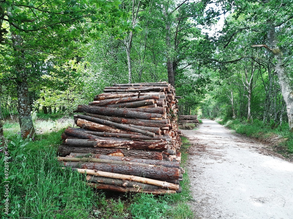 Troncos de madera de pino talados Troncos de madera de pino talados