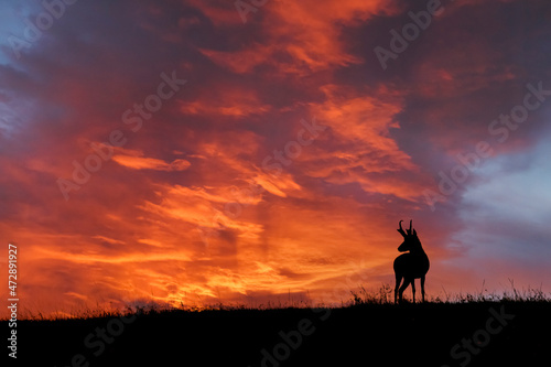 Male Pronghorn, silhouetted at sunset, Grand Teton National Park, Wyoming