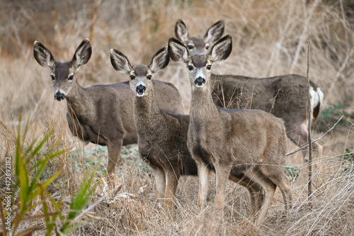 Fototapeta Naklejka Na Ścianę i Meble -  Deer Herd in Big Sycamore Canyon