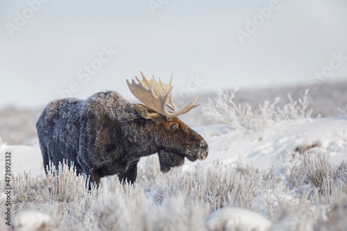 Bull moose on frosty cold morning in meadow, Grand Teton National Park, Wyoming photo