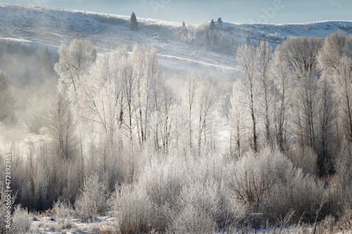 Frost covered trees at sunrise, Grand Teton National Park, Wyoming