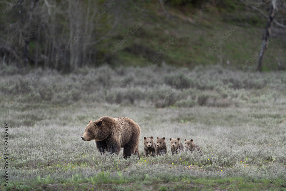 USA, Wyoming, Grand Teton National Park. Female grizzly bear with four cubs. - obrazy, fototapety, plakaty 