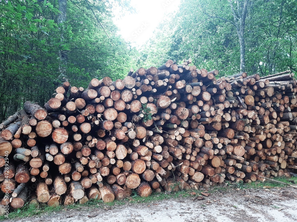 Montón de madera talada en un bosque de Galicia