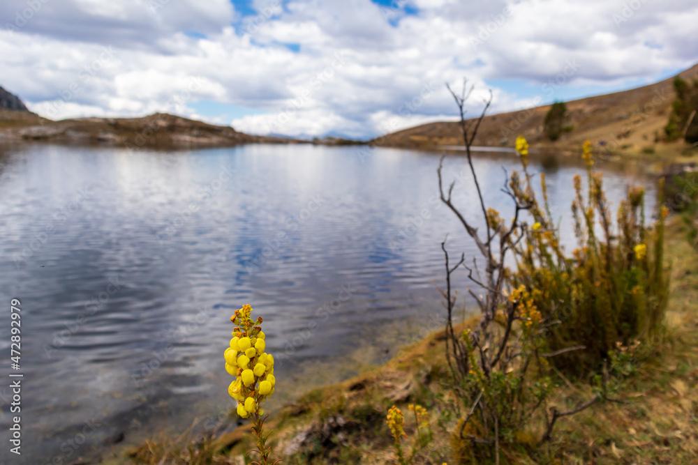 Wild yellow flower grows beside the lake in the Andean highlands.