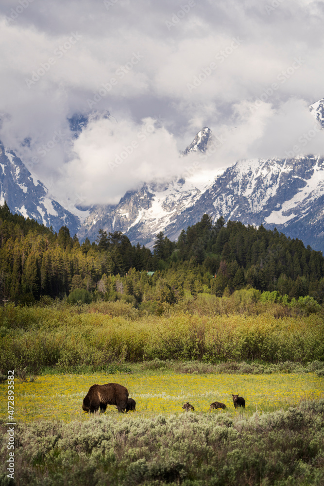 USA, Wyoming, Grand Teton National Park. Female grizzly bear mother with four cubs. USA, Wyoming, Grand Teton National Park. Female grizzly bear mother with four cubs.