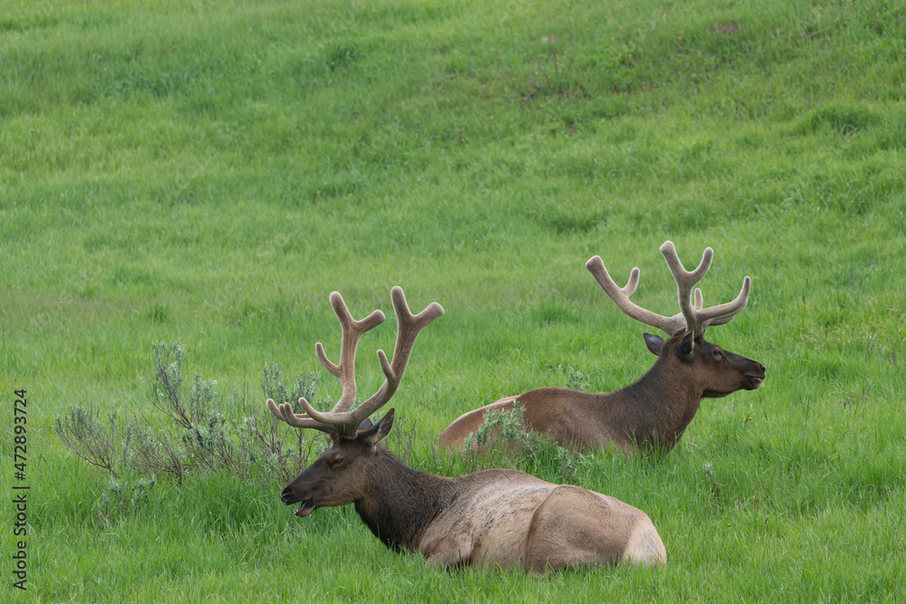 USA, Wyoming, Yellowstone National Park. Pair of elk bulls with velvet on growing antlers. USA, Wyoming, Yellowstone National Park. Pair of elk bulls with velvet on growing antlers.