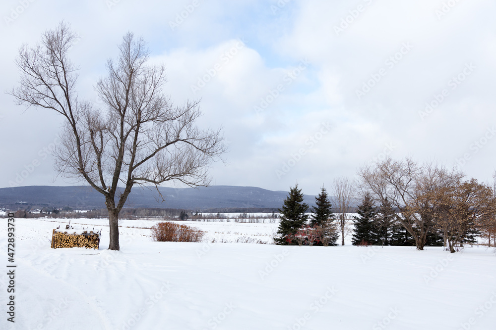 Bare trees and pile of chopped wood in snowy field seen during an early winter afternoon in a rural area, Quebec City, Quebec, Canada
