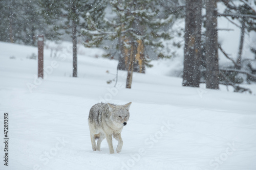 USA, Wyoming, Yellowstone National Park in winter photo