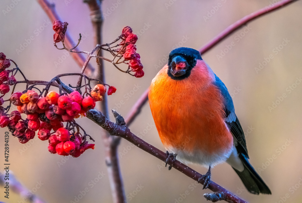 The bullfinch bird sits on a branch of a red mountain ash and eats rowan berries
