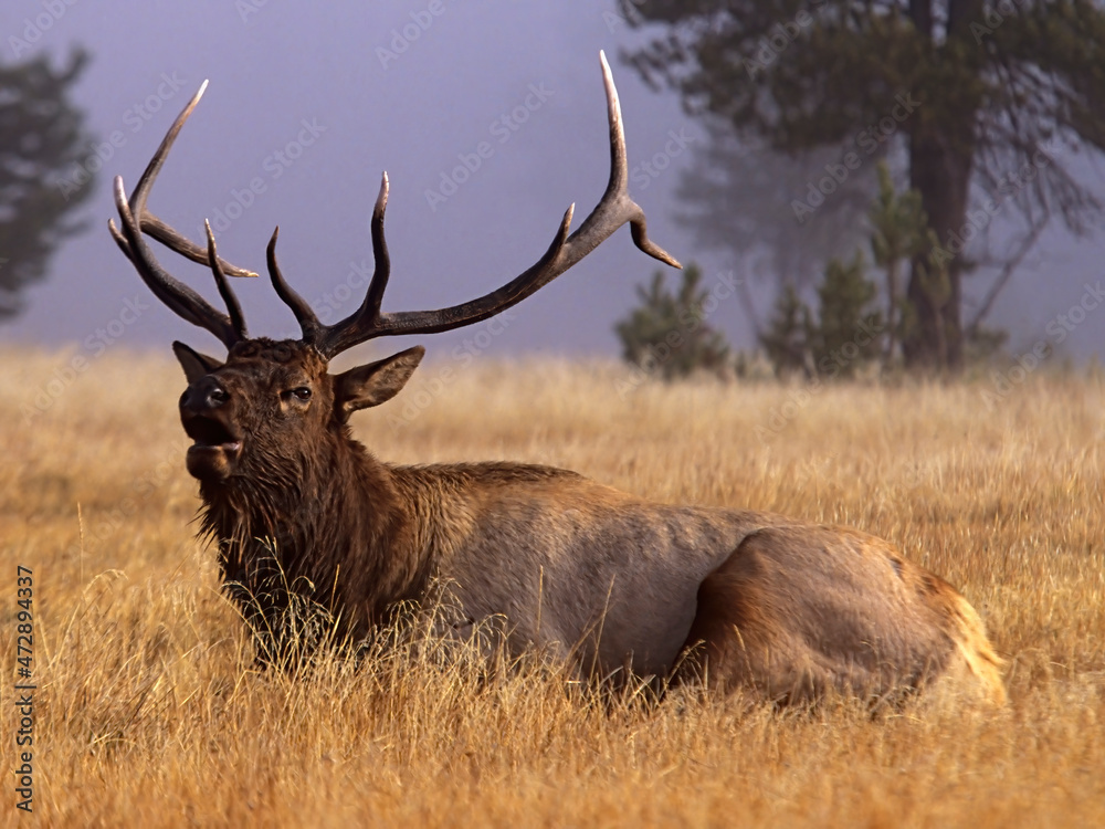 Wyoming, Yellowstone National Park, Roosevelt bull elk, bugling in meadow Wyoming, Yellowstone National Park, Roosevelt bull elk, bugling in meadow