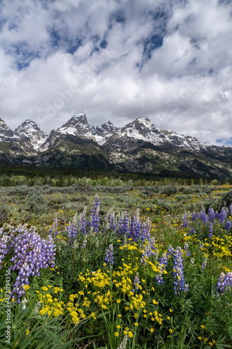 USA, Wyoming. Nineleaf Biscuitroot (Lomatium triternatum) and Lupine (Lupinus sp.) in Grand Teton National Park. © Danita Delimont