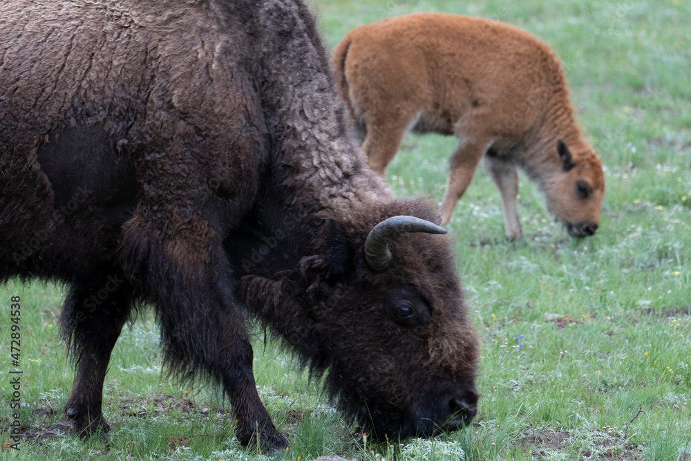 USA, Wyoming. Bison and calves, Yellowstone National Park. USA, Wyoming. Bison and calves, Yellowstone National Park.