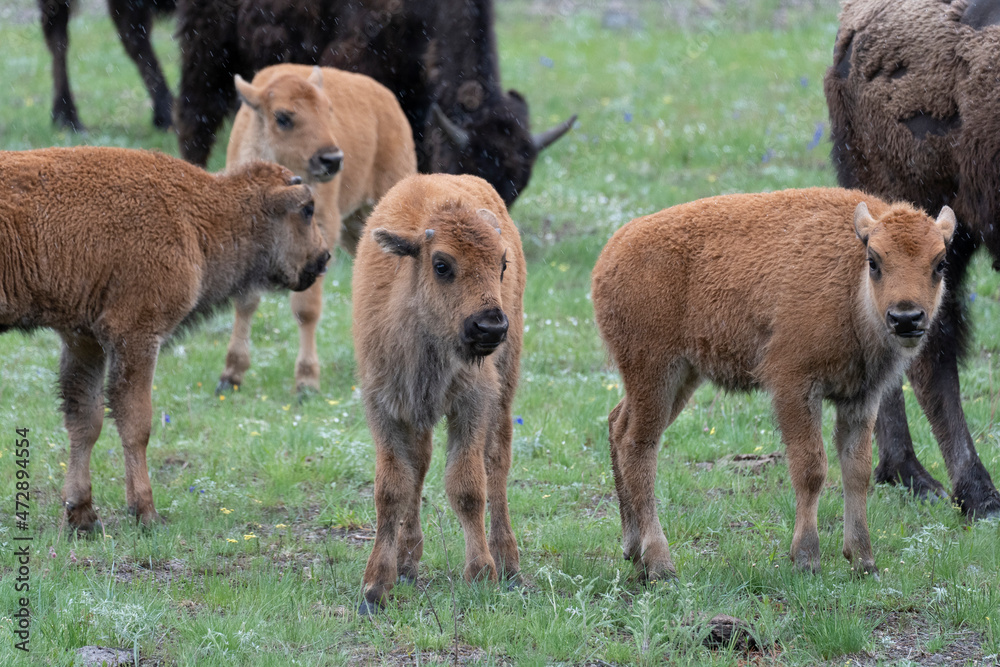 USA, Wyoming. Bison and calves in a spring snow shower, Yellowstone National Park. USA, Wyoming. Bison and calves in a spring snow shower, Yellowstone National Park.