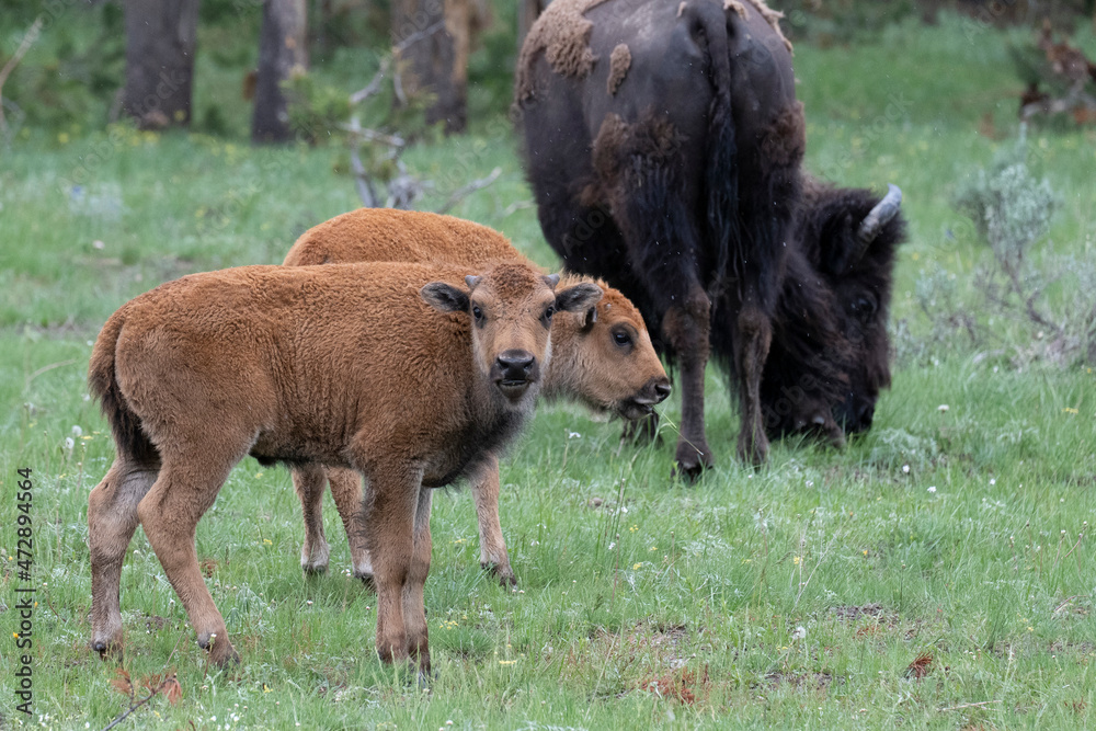 USA, Wyoming. Bison and calves, Yellowstone National Park. USA, Wyoming. Bison and calves, Yellowstone National Park.