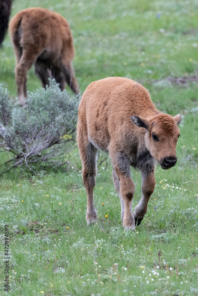 USA, Wyoming. Bison calves, Yellowstone National Park. USA, Wyoming. Bison calves, Yellowstone National Park.