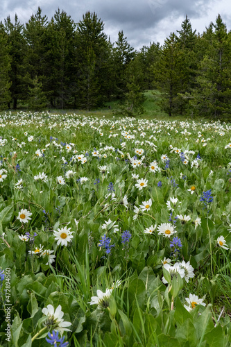 USA  Wyoming. White Mules Ears  Wyethia helianthoides  and Common camas  Camassia quamash  in a meadow  Yellowstone National Park.