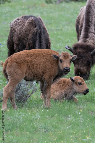 USA, Wyoming. Bison and calves, Yellowstone National Park.