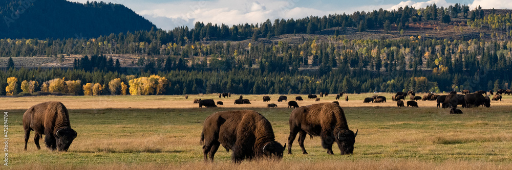 USA, Wyoming. Panoramic, Bison on the range, Grand Teton National Park. USA, Wyoming. Panoramic, Bison on the range, Grand Teton National Park.