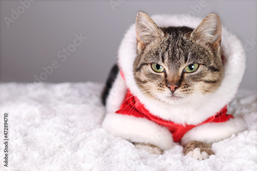Little gray cat in a suit of Santa Claus lies on white fur. Gray cat with green eyes close up. New Year's card. Merry Christmas. Kitten in clothes. Place for text. Horizontal photo