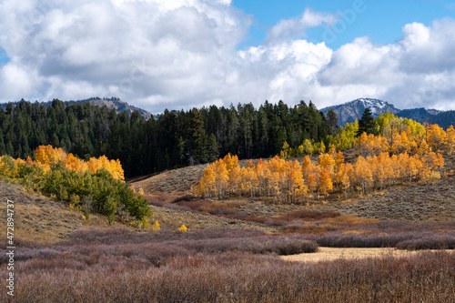 USA, Wyoming. Colorful autumn foliage and mountain meadow, Grand Teton National Park.