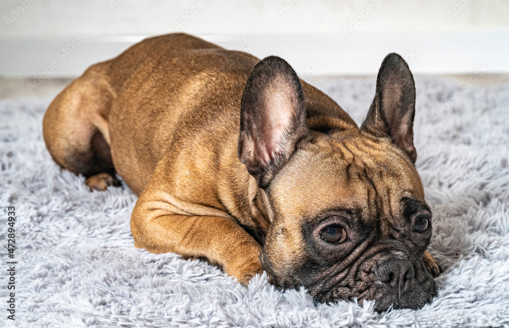 cute french bulldog lying on the carpet