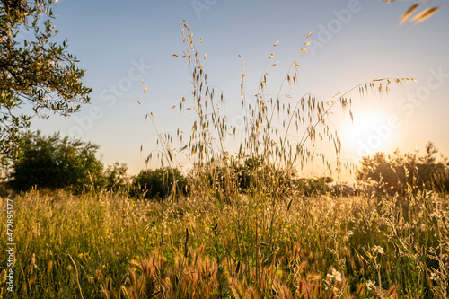 Field with ears and grass as the sun goes down. The sunset illuminates the golden ears  on a summer day  Roman countryside  Frascati  Rome  Italy.