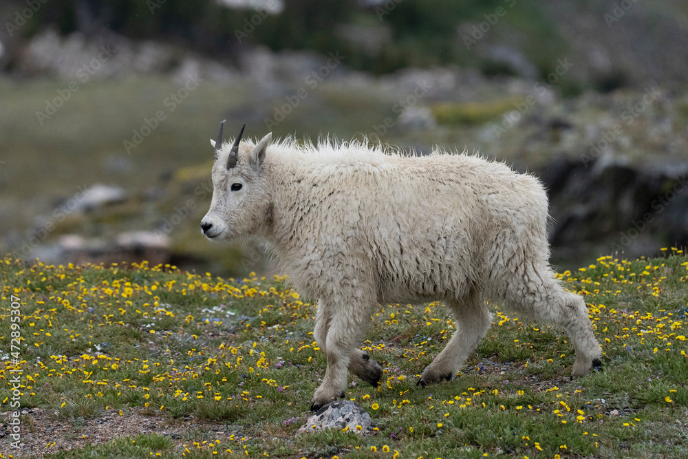 USA, Wyoming. Mountain Goat Kid, Beartooth Pass. USA, Wyoming. Mountain Goat Kid, Beartooth Pass.