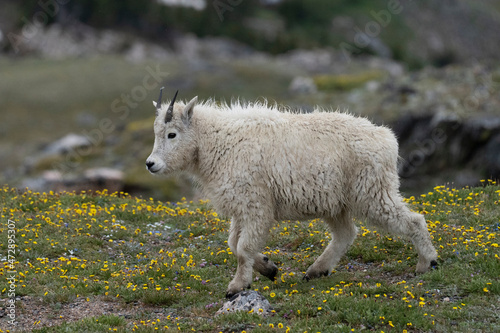 USA, Wyoming. Mountain Goat Kid, Beartooth Pass.