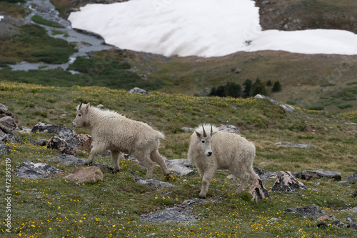 USA, Wyoming. Pair of Mountain Goat Kids, Beartooth Pass.