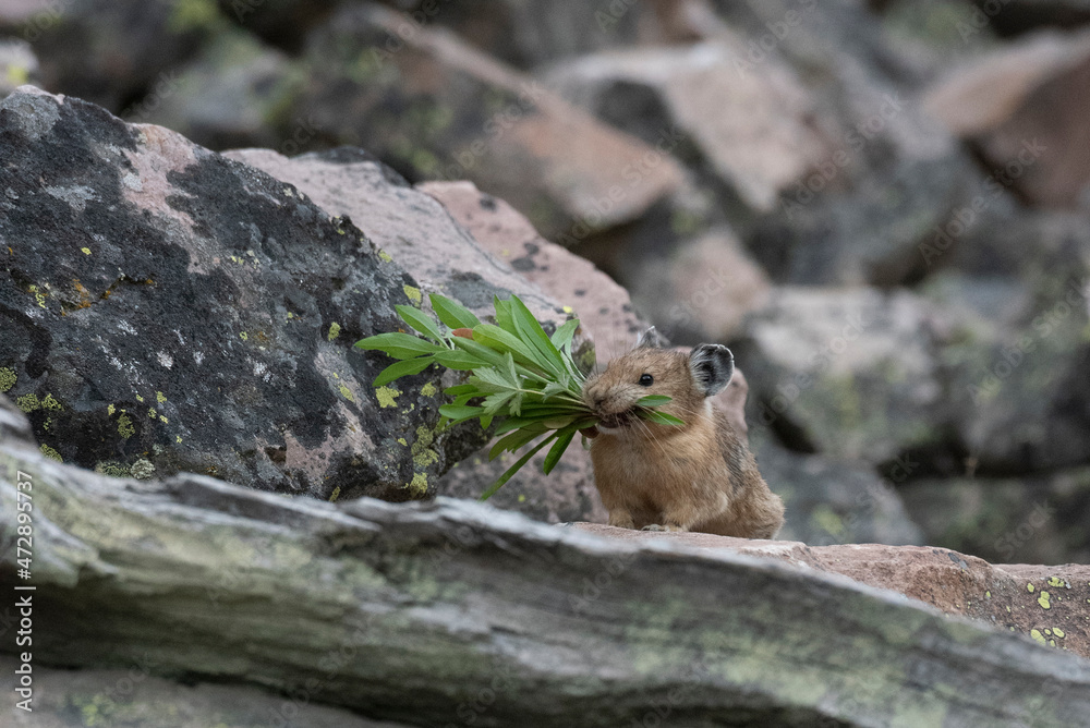 USA, Wyoming. Pika gathering vegetation, Bridger Teton National Forest. USA, Wyoming. Pika gathering vegetation, Bridger Teton National Forest.