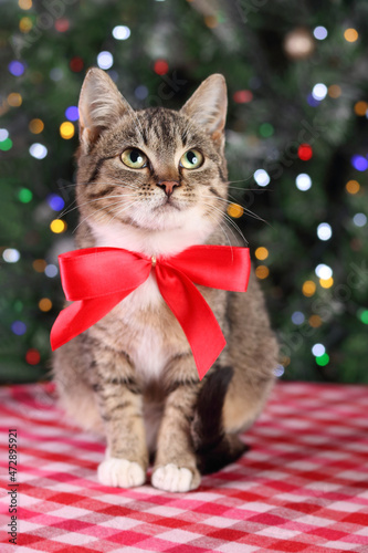 Beautiful gray cat with a red bow tie sitting on a red tablecloth. Kitten on the background of a Christmas tree. Christmas lights. Close up of a Cat with green eyes. Winter. Happy New Year. Pets