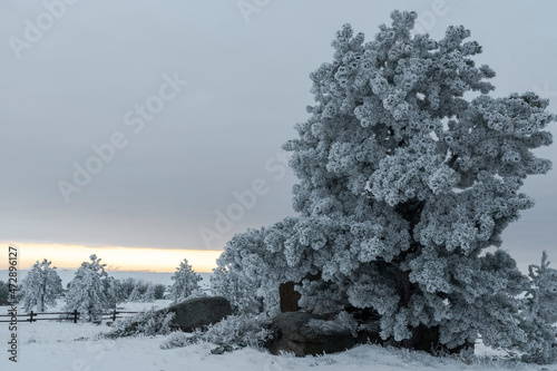 USA, Wyoming. Boulders and hoar frost covered pines, Vedauwoo Recreation Area, Medicine Bow National Forest. photo