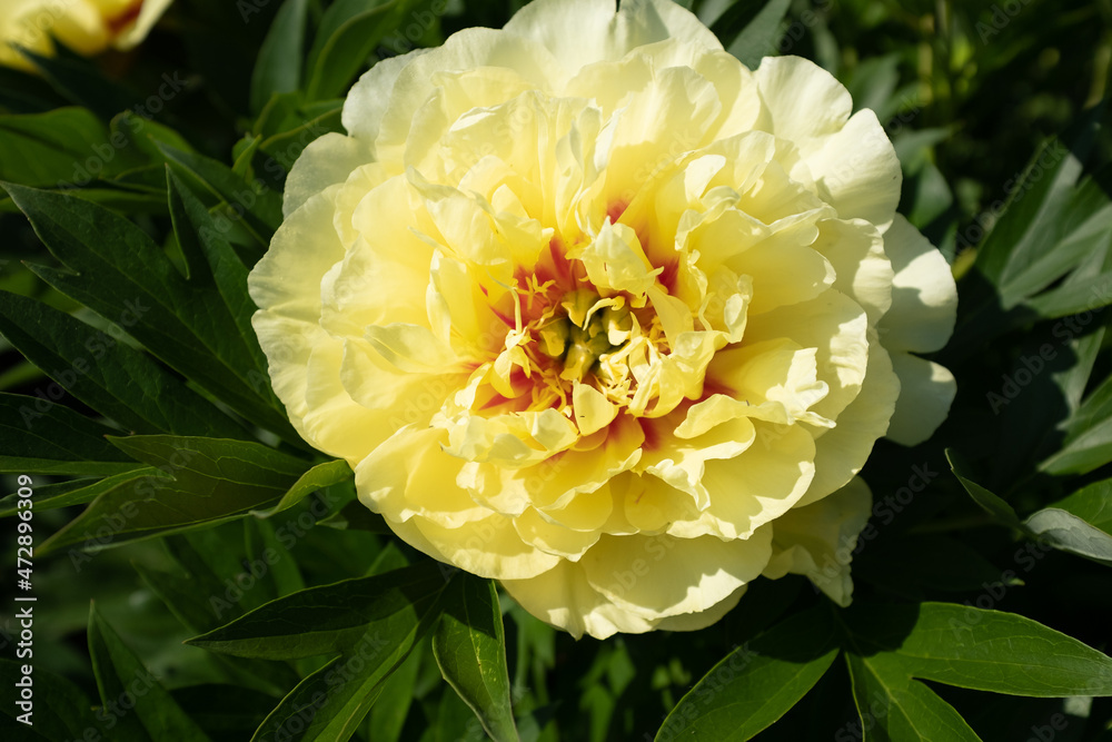 Large yellow peony in the summer garden at the sunny day, close-up. Bright congratulation on the holiday. Peony bud for poster, calendar, post, screensaver, wallpaper, card, banner, cover Large yellow peony in the summer garden at the sunny day, close-up. Bright congratulation on the holiday. Peony bud for poster, calendar, post, screensaver, wallpaper, card, banner, cover